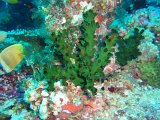 Corail Arbuscule